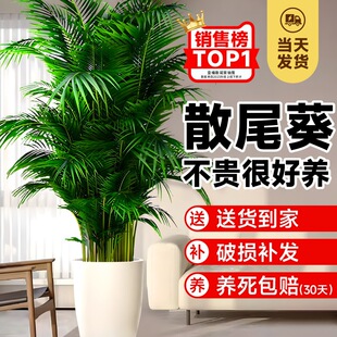 Sanwei Sunflower Plant Potted Living Room Large Green Plant Indoor Floor-To-Ceiling Office Phoenix Tail Bamboo Bird of Paradise Real Flower
