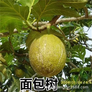 �������������� ⩪sľ�� �����������_�ۘ��R�����������