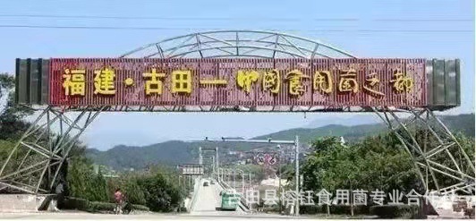 鸡腿菇宝贝详情