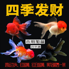 �����в����ٽ��� �ƽ���� ����̩ʨ�����ʨ��ͷ��ʨ������ˮ��