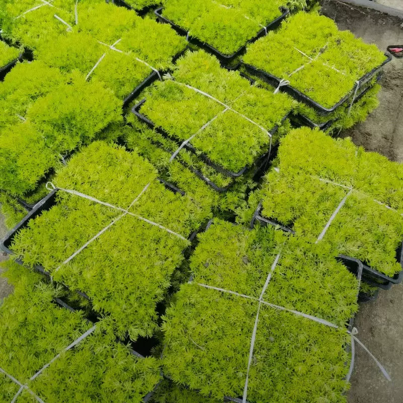 佛甲草方盘耐热绿植四季别墅小院绿化草坪庭院室外常绿耐寒苗