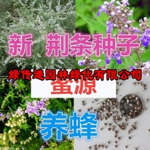 出售林木树种护坡草籽荆条种子黄荆黄金籽四季可播灌木护坡种子