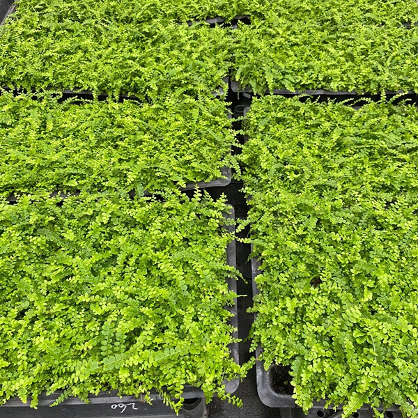 Indoor shady ornamental green plant button fern micro landscape…