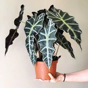 ����Ů�����k���҃ȸ߼������Է�������^��ɏ�W�t�^�~���ֲ��