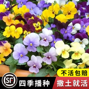 Pansy Flower Seeds Are Easy to Live and Bloom in All Seasons. Indoor Potted Small Horned Pansy Flower Seeds Butterfly Flower Hanging Flower Seeds