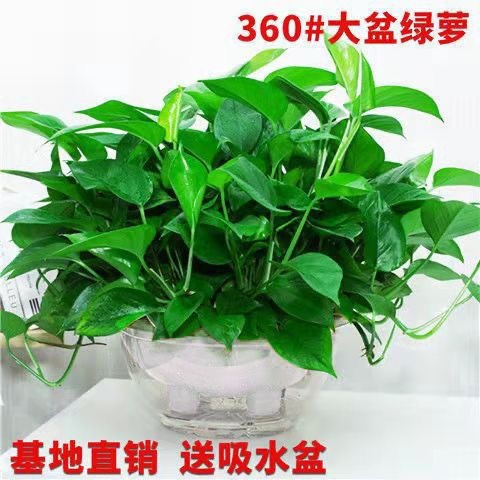 Crown width 60 large white basin 1 basin + water storage basin + fertilizer