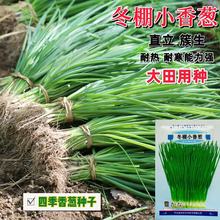 韭葱四季青蒜大葱种子直立簇生型 大田用种正宗小分葱 冬棚小香葱
