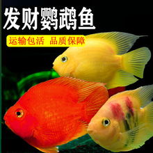 热带观赏鱼黄金鹦鹉鱼黄鹦鹉鱼黄发财鱼元宝鱼起头鹦鹉鱼活体