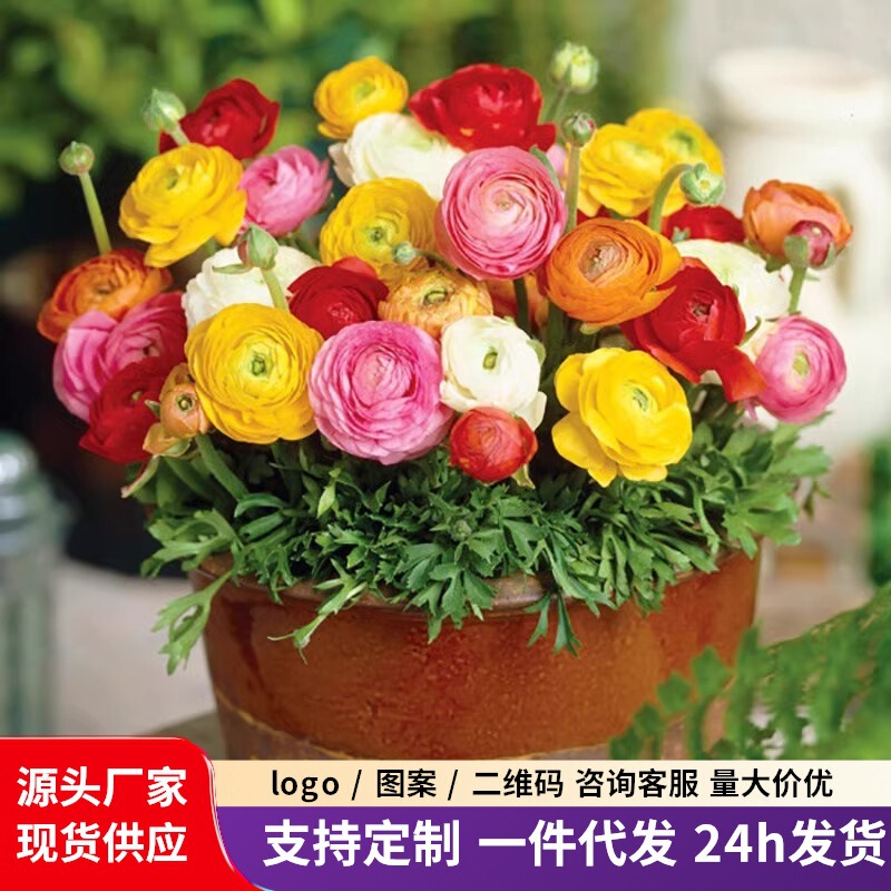 Flower Ranunculus oceanic peony seed root double petal celery leaf peony indoor potted bulb flower Persian buttercup flowering
