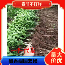 ���������ĕ�ɳ���������Ә���o��ɰ�ǽ۽�������Ե��������