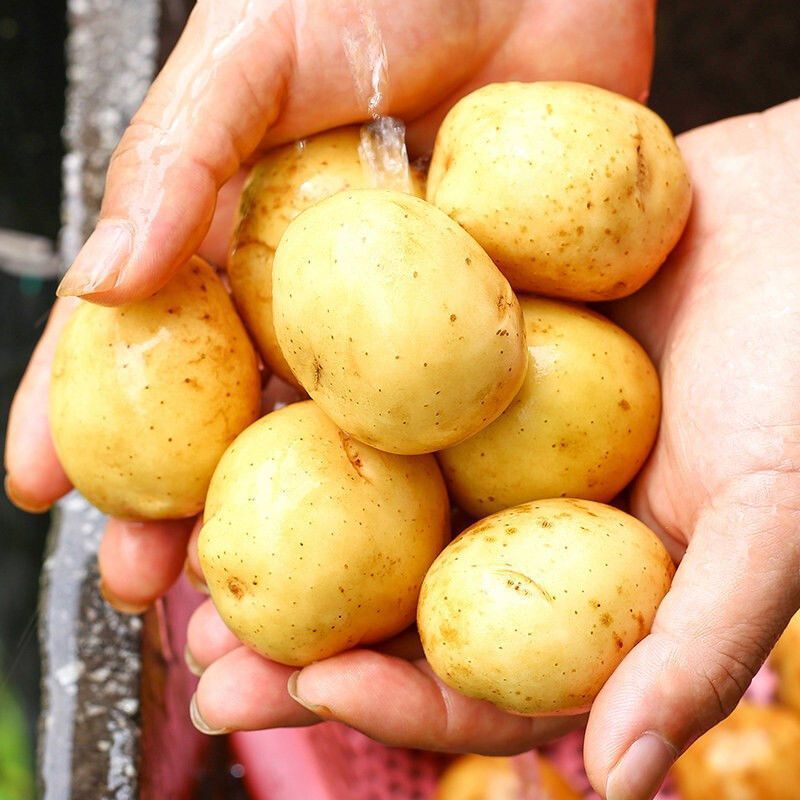 Selenium specialty Enshi Se Potato Alpine Potato Potato Yellow Heart fresh Farm ecology