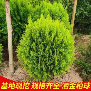 һ�����l����ؘ��� �辰�ز� ������� �ɰ���ľ ���Ի���ͥԺ�G