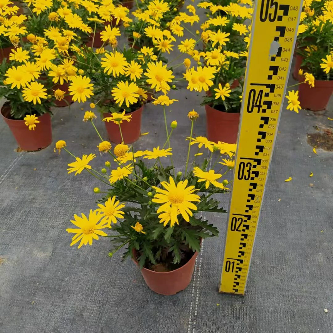 2201 база оптовая поставка деревянная весенняя хризантема мешок саженцы золотой хризантема цветы в горшке праздничная дорога клумба