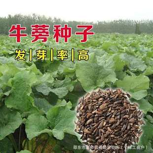 ţ���ӷN�Ӷ������в�ș�Nֲ��ș�ķN���ļ���ţ��N����ș������