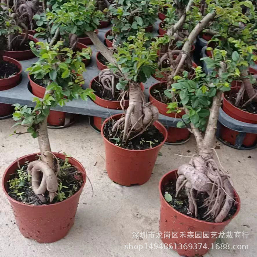 Маленький бонсай Elm морозостойкий подтяжка корней в горшке микромоделирование пень маленький молоток с листьями Elm прыщ Корень росы земноводный пейзаж оптом