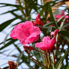 批发夹竹桃小苗园林观花植物红花夹竹桃苗规格齐全丛生夹竹桃树苗