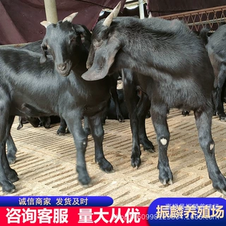 黑山羊适应强吗 肉羊 黑山羊小羊 哪里有卖怀孕母羊的