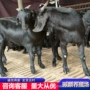 怀孕黑山羊