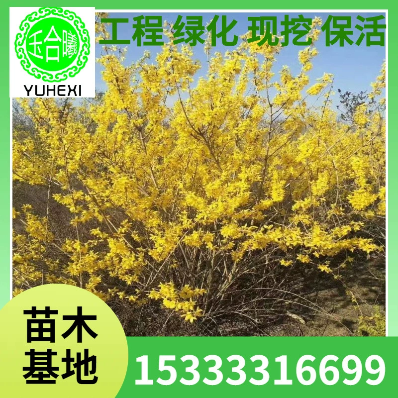 Саженцы шалфея северо-восточного, живые изгороди шалфея северо-восточного, маленькие саженцы, саженцы для зеленения паркового дома, кустарник шалфея северо-восточного