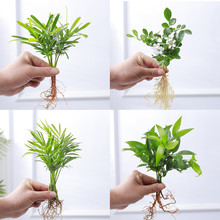 ���������Ի�������Ҭ��С�������ˮ��ֲ�Ｊ���t�k��������Gֲ