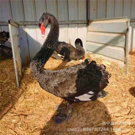 鲜/活禽类;皮毛工艺品;景观雕塑