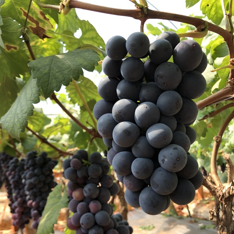 夏黑無籽葡萄(黑加侖)發順豐 雲南葡萄 現摘新鮮水果 播