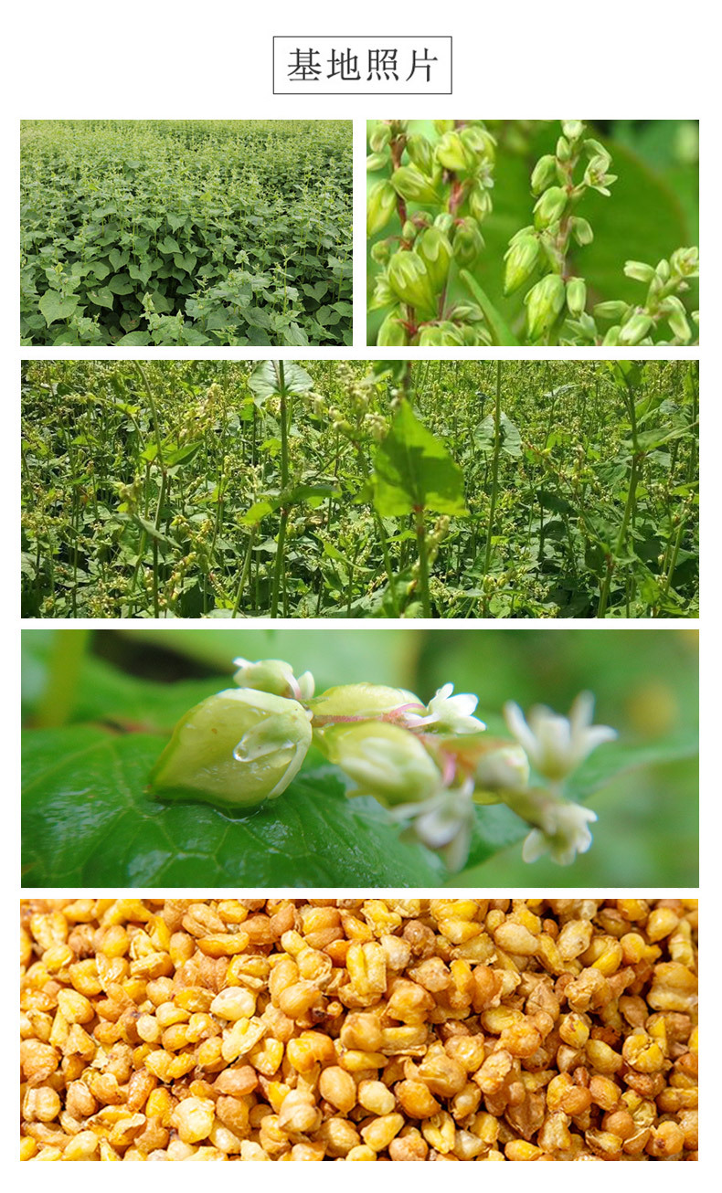 Tartary Buckwheat Tea Ku Qiao Cha Loose Grain Herbal Tea 500g Sugar Free from Sichuan quality and texture