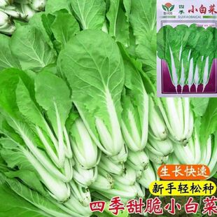 �ļ����쿹�ͺ�С�ײ˷N�� �̨ͥԺ�N���ѷN�׷N�߲��� ��˷N��