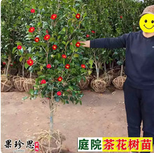 ͥԺ�ͺ�����ֲ�����ɽ�軨���糣���Ͷ��̓��軨����Gֲ���Ͷ�
