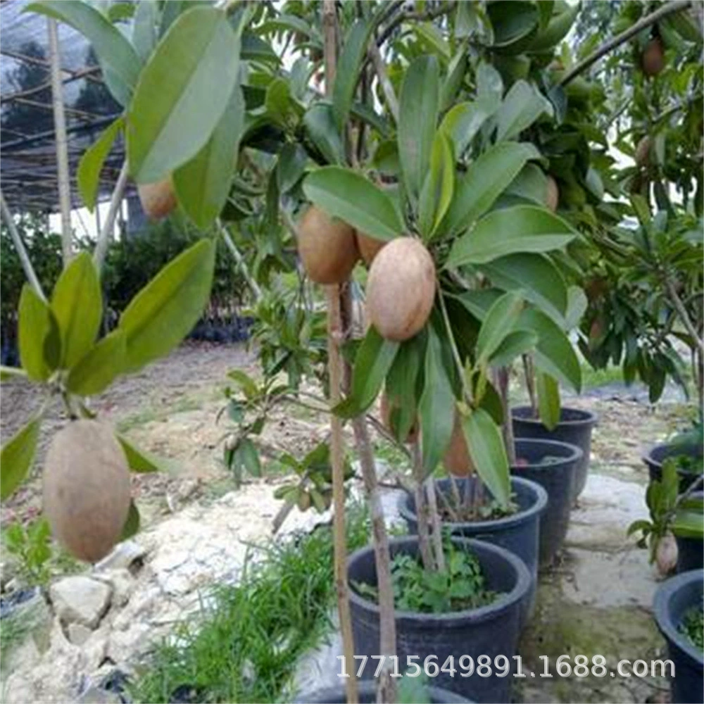 Четыре сезона Саподилла Саженцы Вьетнам Мягкие ветви Саподилла Женьшень Фруктовое дерево Плоды года Двор в горшке Ву Фэн Хурма