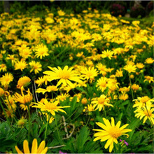 ����շN���S��ջ��N���Ӵ����������ļ��_�����⻨���׷N�׻�