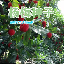 ��÷�N�ӗ�÷�䮔���·N����ľ�N�ӹ���N�ӗ�÷�N���ļ��Nֲ