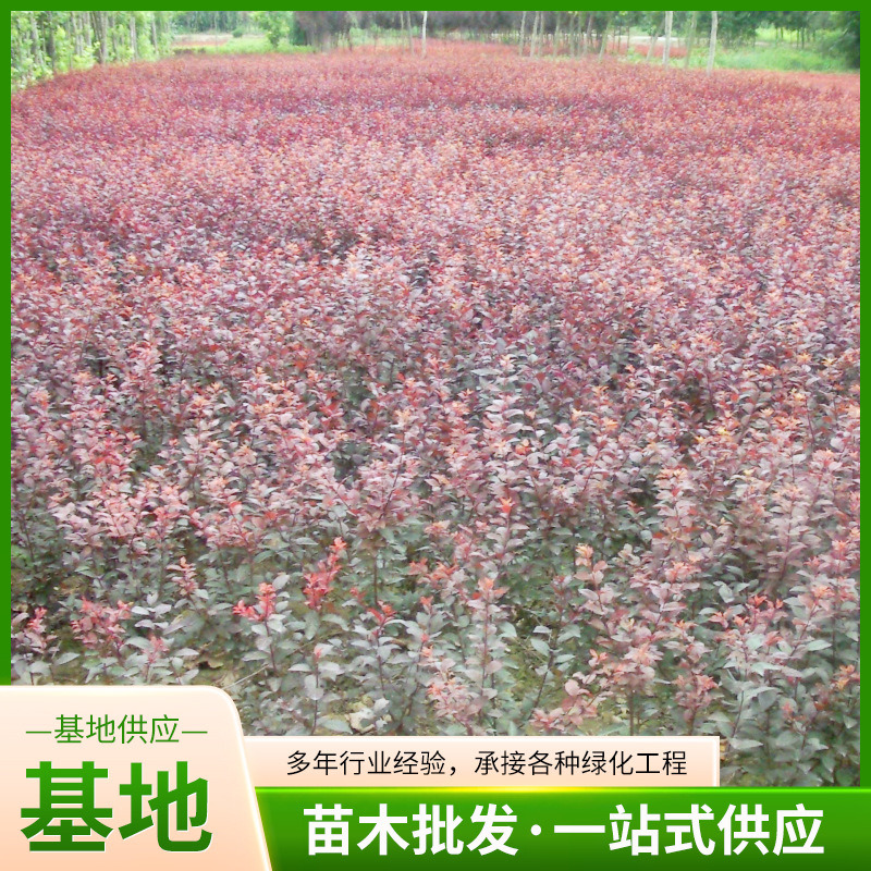 基地速生红叶李树南北方庭院工程行道绿化树木种植成活好红叶李树