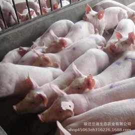 养殖场现货大约克种猪杜洛克种母猪苏太种母猪新美系二元种母猪