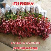 �t�~ʯ骘������t���^ľ���N��߅�S���ɭŮؑ�d�ӻ��G���h����