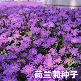 �{ɫ���m�ջ��N���Ӱ��������׻��ļ����N�_���������ͺ�����ͥԺ