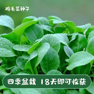 ȫ���uë�˷N�� �ļ����N�����ͺ��߲˷N��С�ײ���С�����