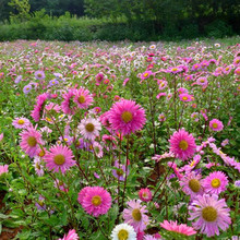 ·߅ݻNӴՇc͟ͺNͥԺֲ