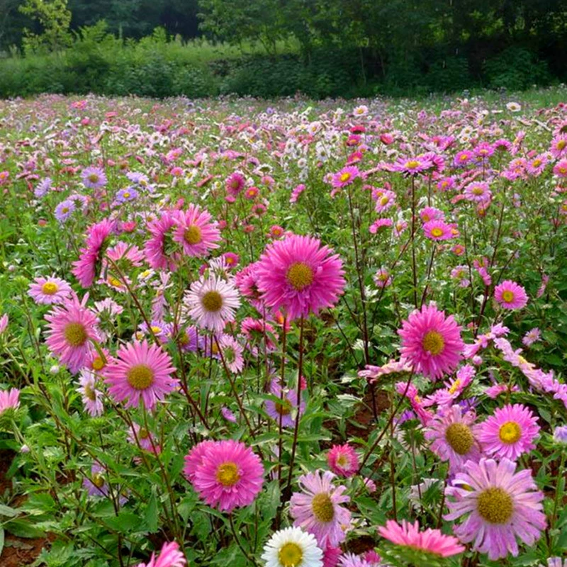 Придорожный Открытый Цветочный Семян Астра Цветок Национальный День Цветочная Жара и засуха Цветочное Семя Садовое Цветочное Растение