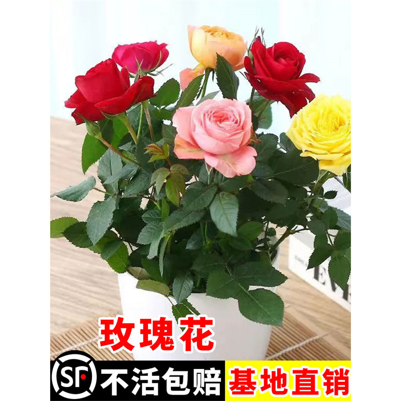Rose Flower Seedlings in Pots, Extra-Large Flowers, Multi-Colored, with Flower Buds, Bloom in All Seasons, Suitable for Indoor and Outdoor Balconies, Rose Flower Plants, Fresh Flowers Rose Flower Seedlings in Pots, Extra-Large Flowers, Multi-Colored, with Flower Buds, Bloom in All Seasons, Suitable for Indoor and Outdoor Balconies, Rose Flower Plants, Fresh Flowers