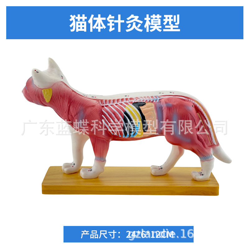 ��è��ţ�������ģ�� ȮѨλ ������� ��ҽ��ѧ�������ģ��