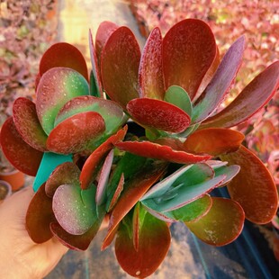 Succulent Plant Combination Potted Tang Yin Large Succulent Plant Florals Green Plants Red Succulent Plant Tang Yin Jin