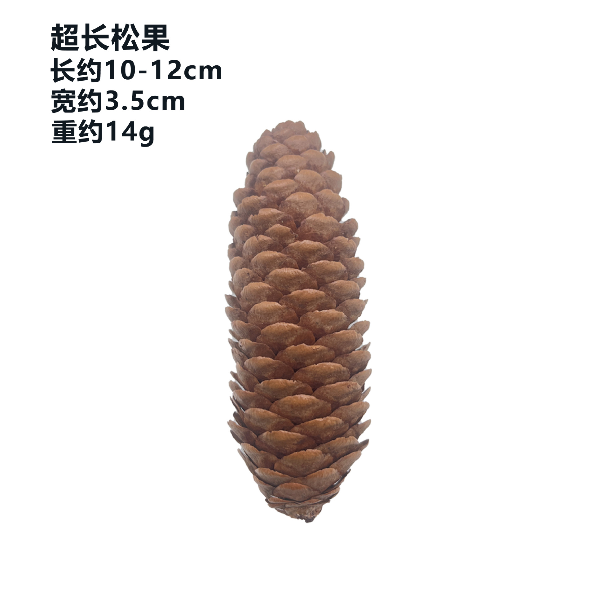 Suministros de decoración de cono de pino natural PET molar cono de pino conejo ardilla hámster Totoro loro aliviar juguetes congestionados image 8