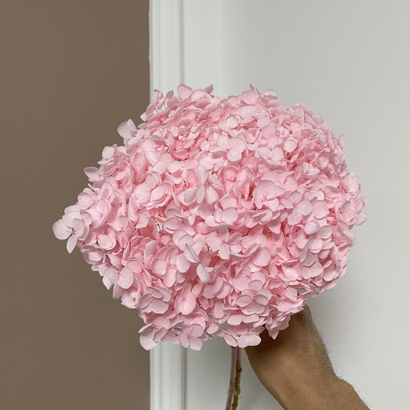 Yunnan Anna Hydrangea Flower Wholesale DIY Flower Preservation Flower Materiales de Regalo de Navidad