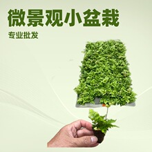 微景观彩虹蕨密叶水培蕨类植物耐阴客厅室内外垂吊好养活四季常绿