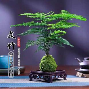 Asparagus Water-Cultured Moss Balls Indoor Potted Plants Living Room Entrance Zen Bonsai Easy to Maintain Creative Florals and Green Plants