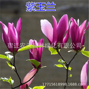 �����m���簫���������m��ͥԺ���ܴ�ֲ������L�����ļ��Nֲ��