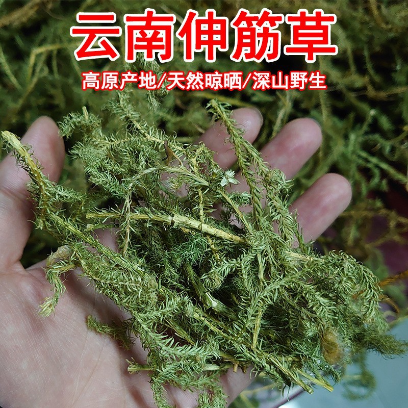 新货伸筋草伸筋草石松草舒筋草中药材大货舒筋草产地直销