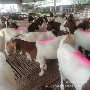 ���۲���ɽ��ĸ�� �N������B���� ɽ�|����ɽ���Bֳ��