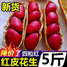 四粒红带壳红皮花生5斤2025新货新鲜干花生米红衣农家自种生花生